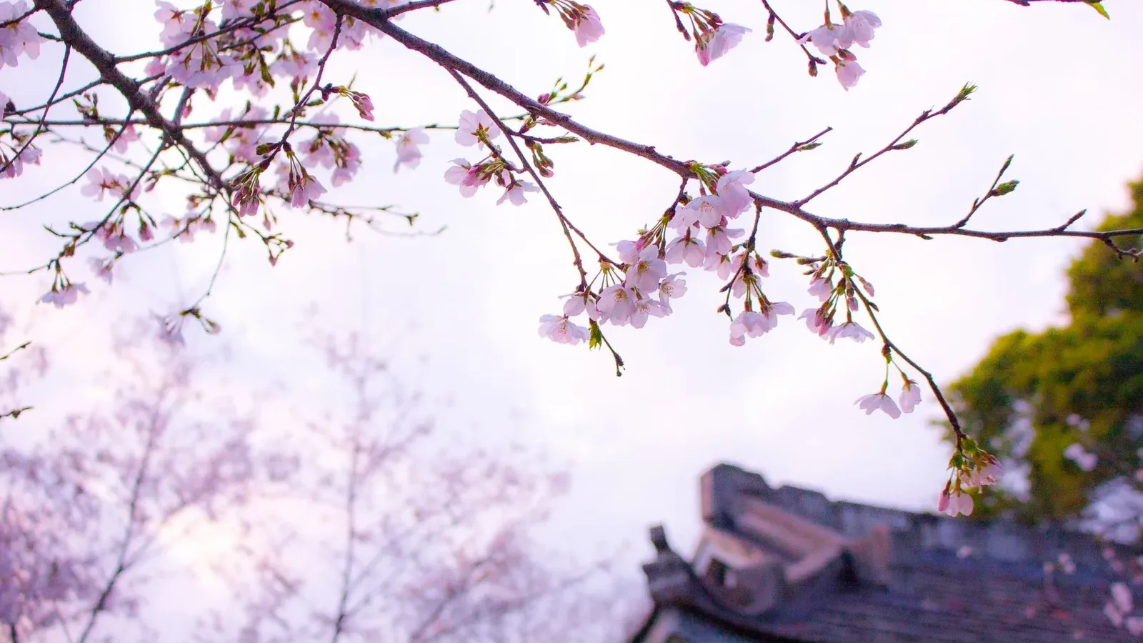 Cherry blossom trees in full bloom along a quiet temple pathway in Kyoto during early April