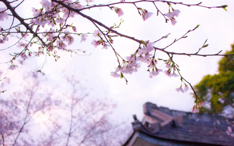 Cherry blossom trees in full bloom along a quiet temple pathway in Kyoto during early April