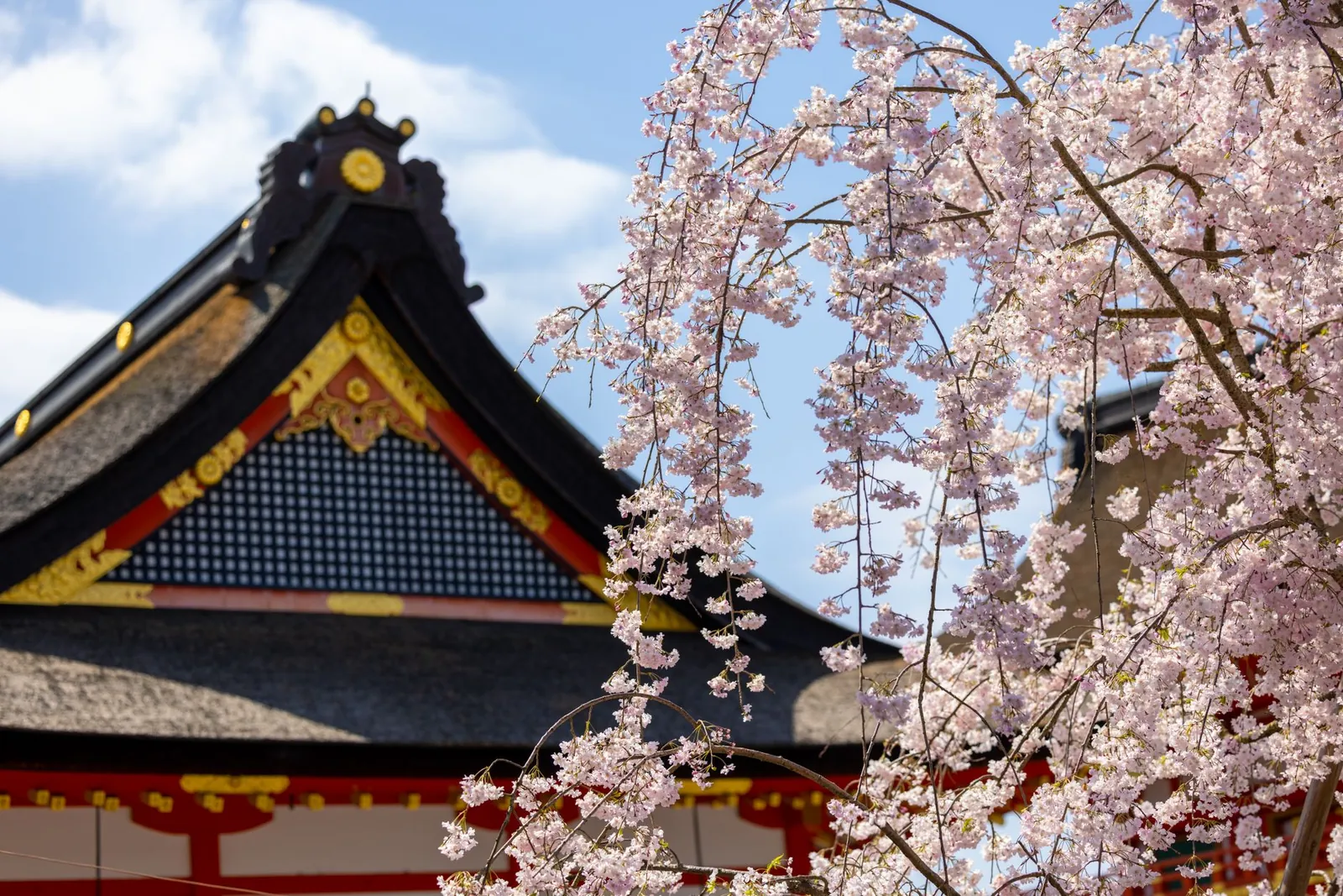 Cherry blossom trees in full bloom along a quiet temple pathway in Kyoto during early April